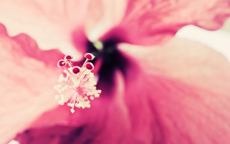 close-up of a pink hibiscus flower