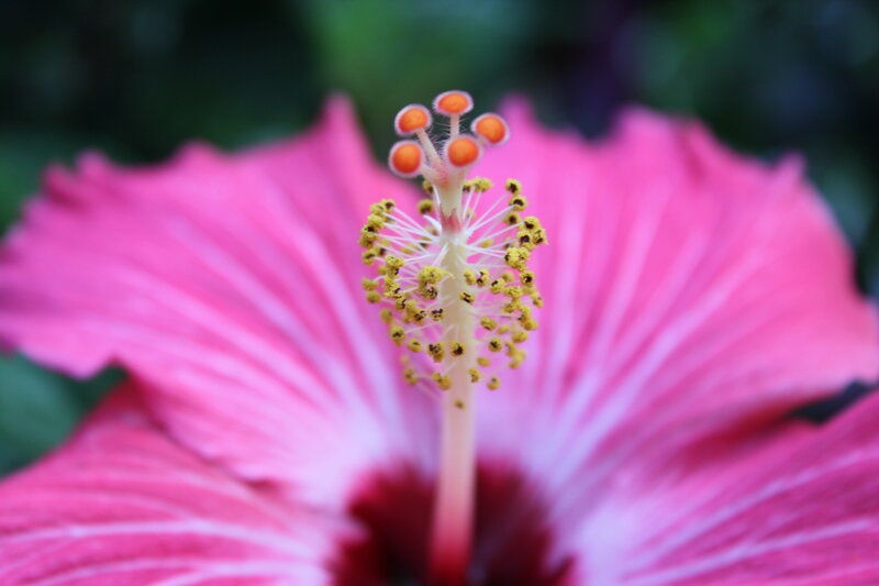 Close-up of a pink hibiscus flower