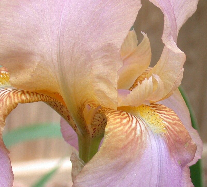 Close-up of a pink iris flower