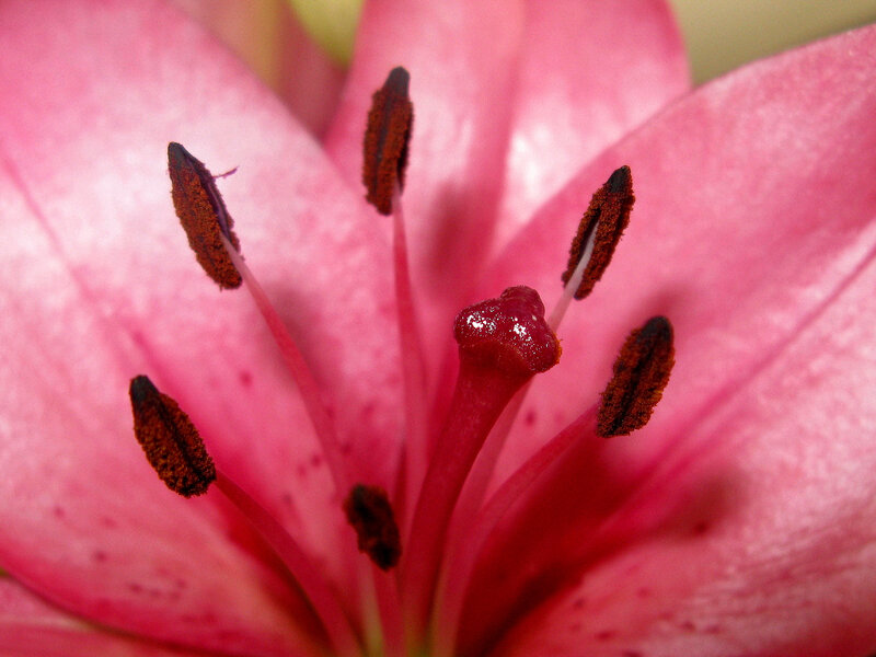 Close-up of a pink lily