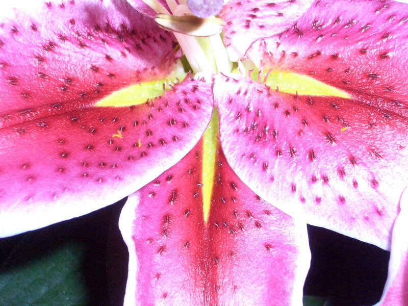 close-up of a pink lily