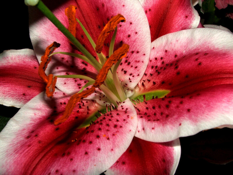 close-up of a pink lily