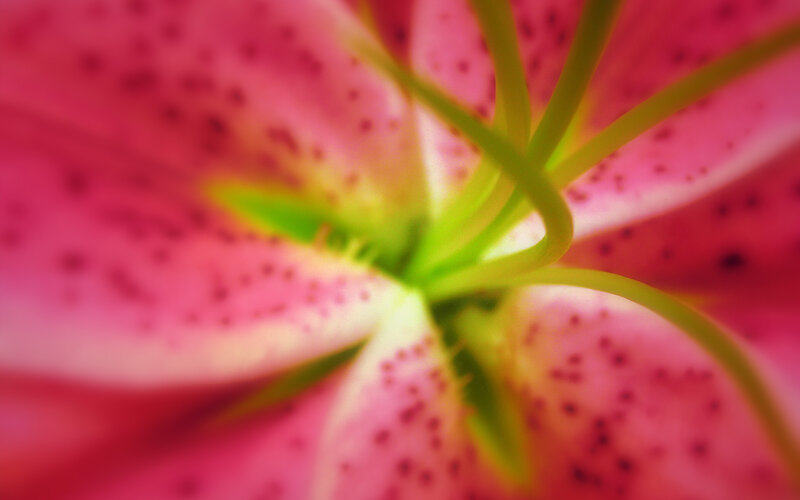 close-up of a pink lily