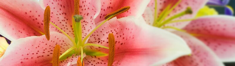 Close-up of a pink lily