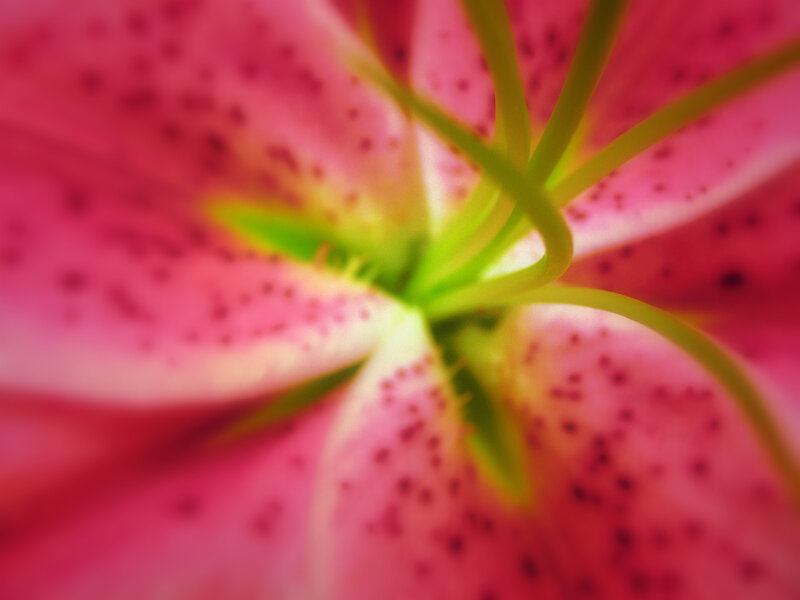 Close-up of a pink lily