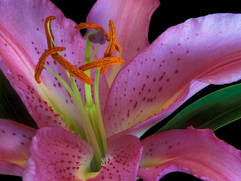 Close-up of a pink lily