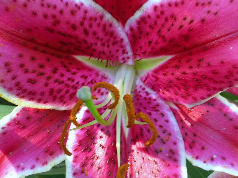 close-up of a pink lily