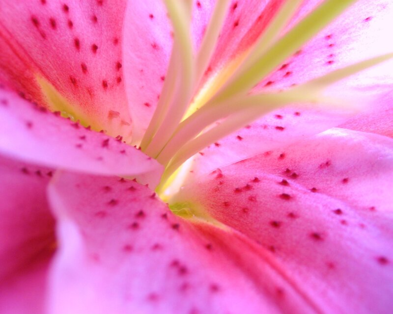 close-up of a pink lily
