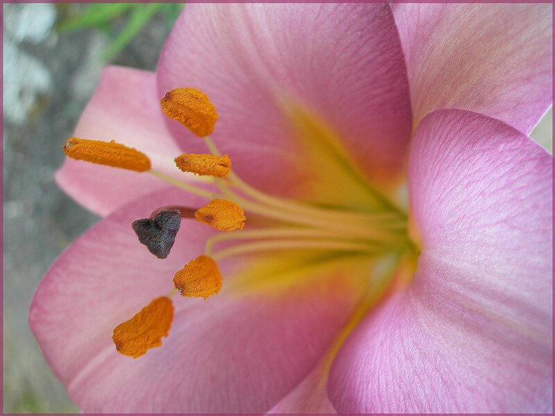 close-up of a pink lily