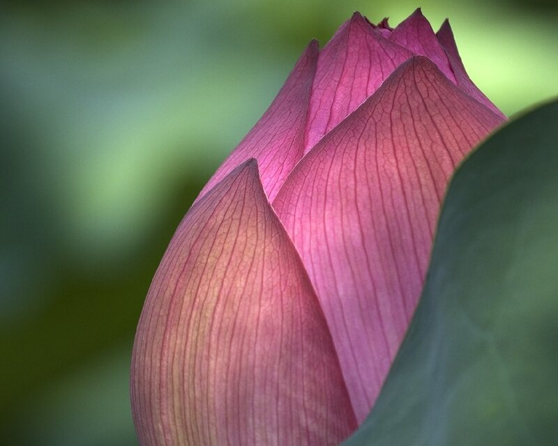 Close-up of a pink lotus bud