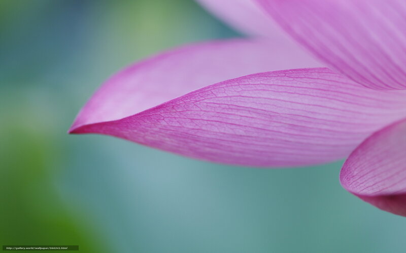Close-up of a pink lotus petal