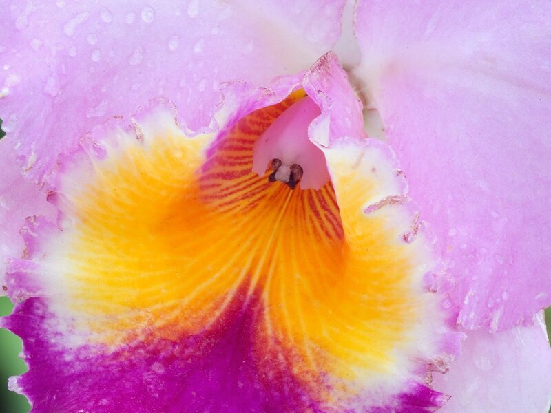 Close-up of a pink orchid