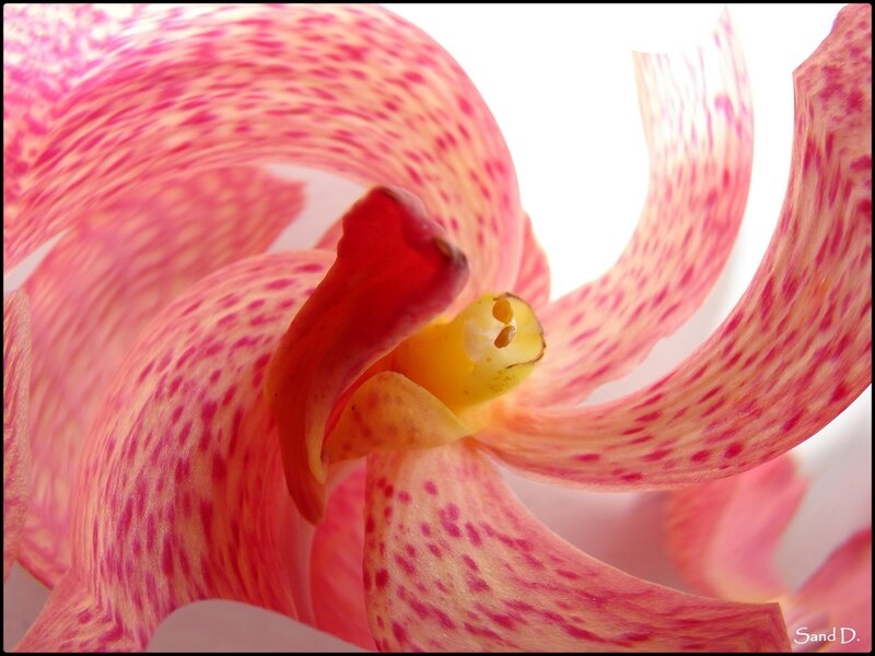 Close-up of a pink orchid