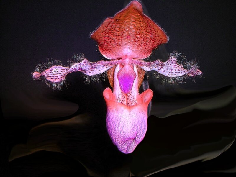 Close-up of a pink orchid