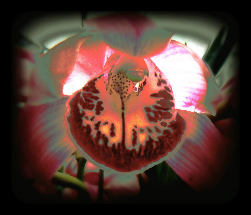 Close-up of a pink orchid
