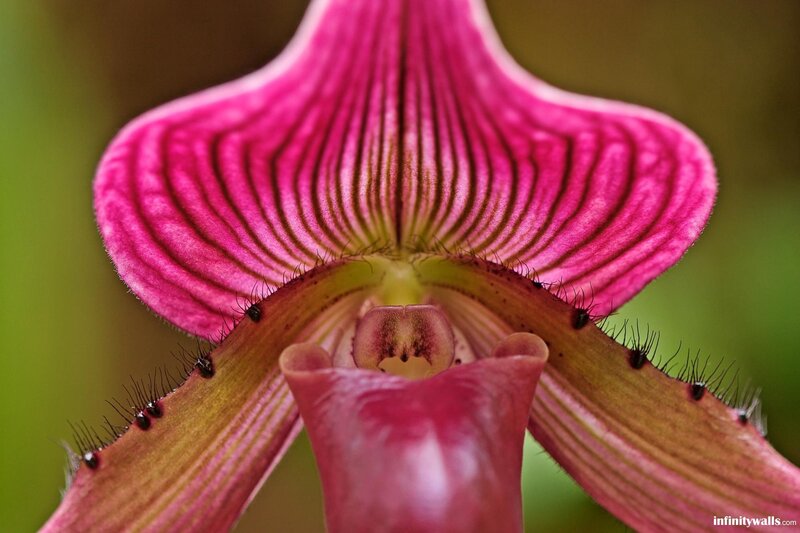Close-up of a pink orchid