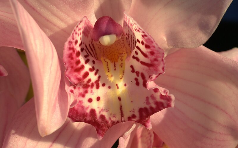 close-up of a pink orchid