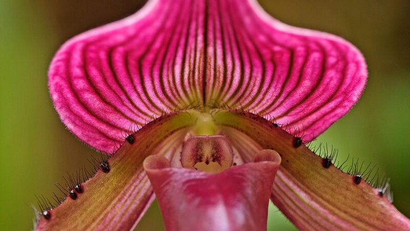 Close-up of a pink orchid