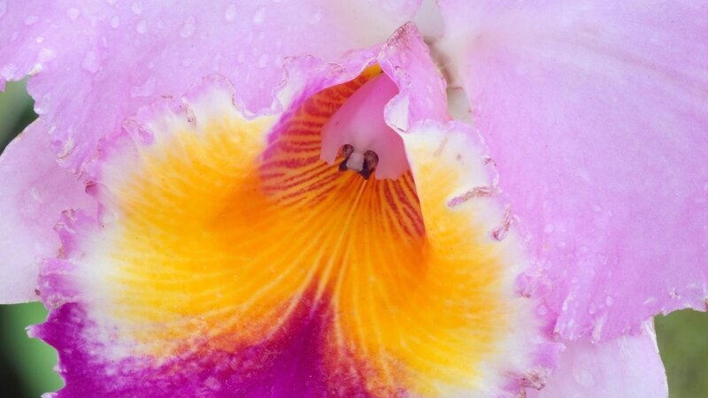 close-up of a pink orchid