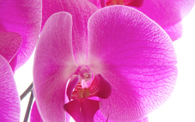 Close-up of a pink orchid