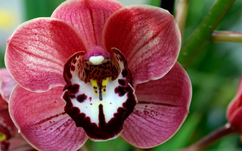 close-up of a pink orchid
