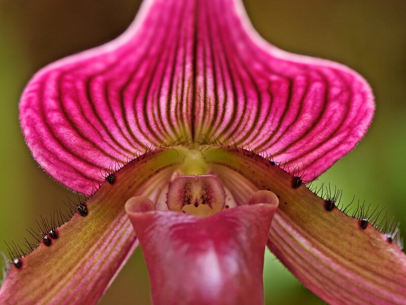 Close-up of a pink orchid