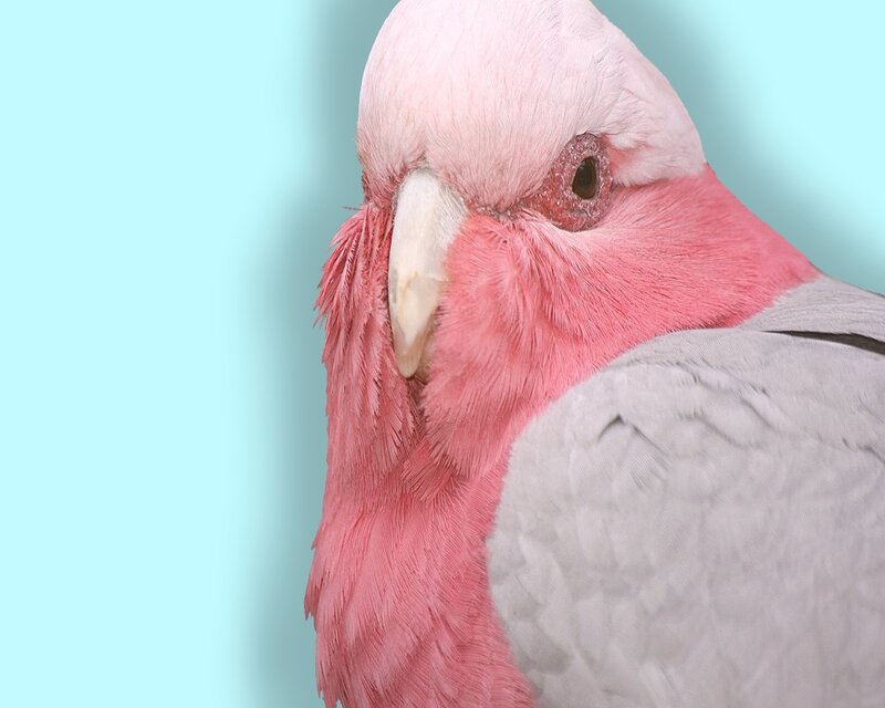 Close-up of a pink parrot