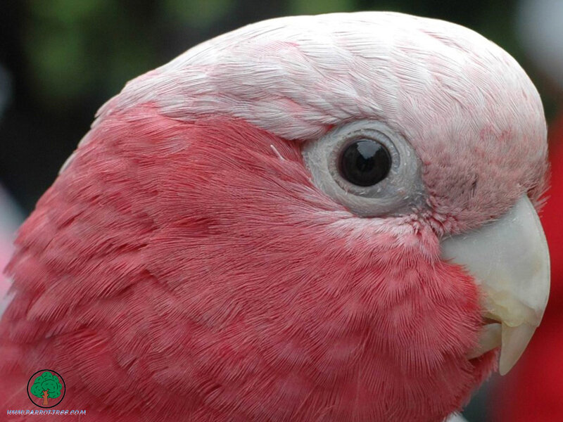 close-up of a pink parrot