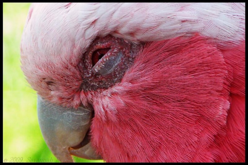 close-up of a pink parrot