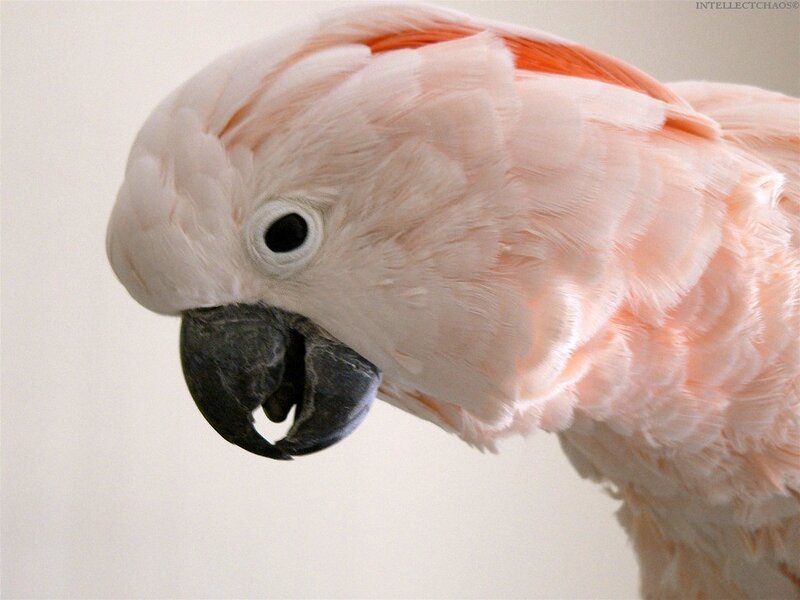 Close-up of a pink parrot