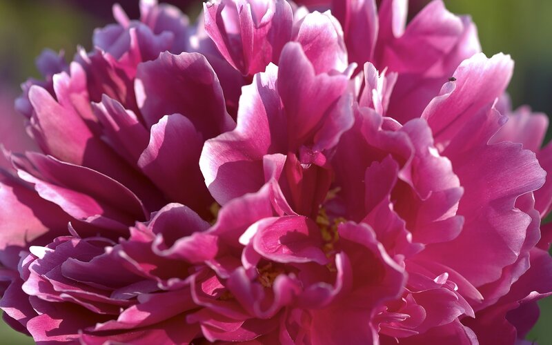 close-up of a pink peony