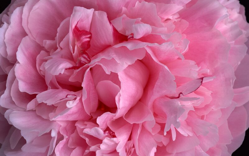 Close-up of a pink peony