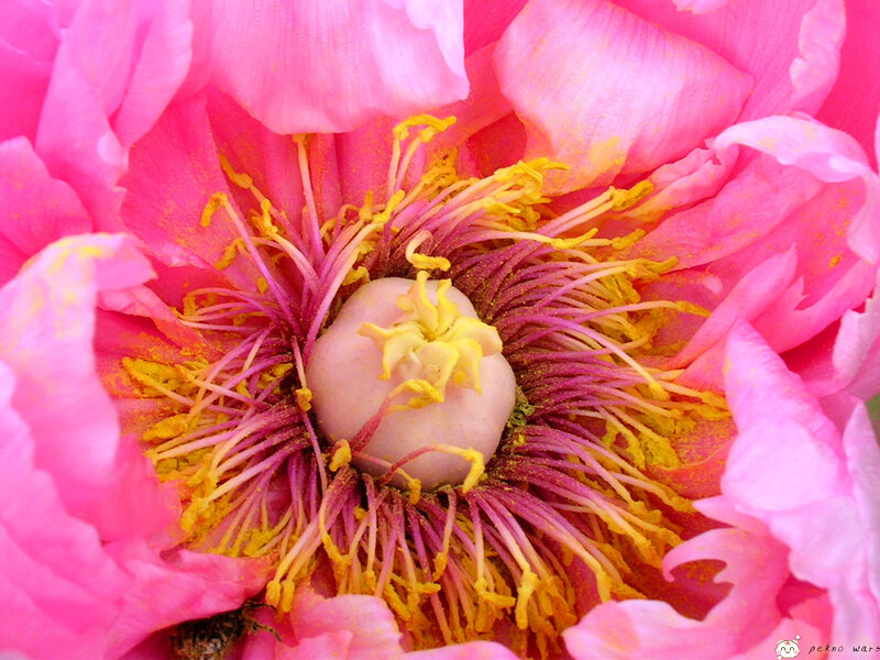 Close-up of a pink peony