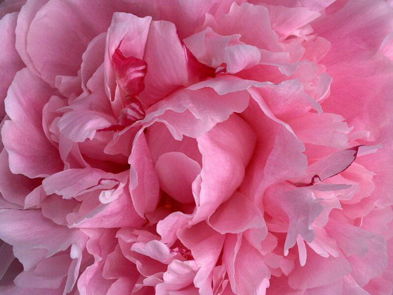 Close-up of a pink peony