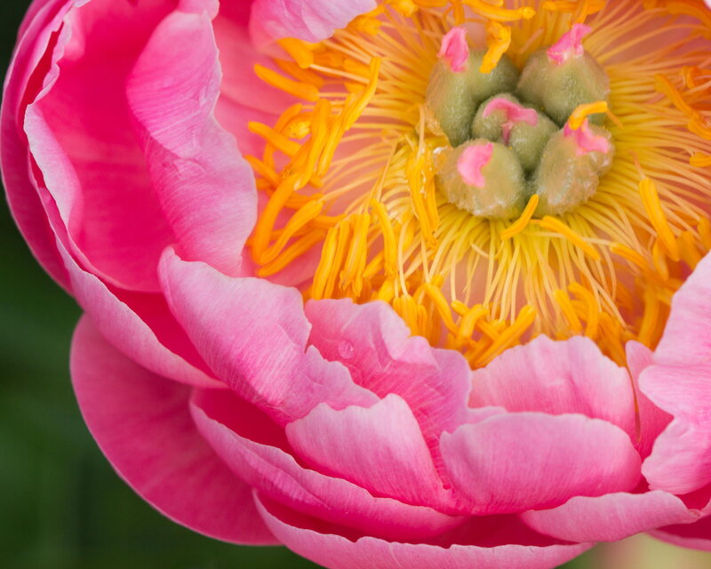 Close-up of a pink peony