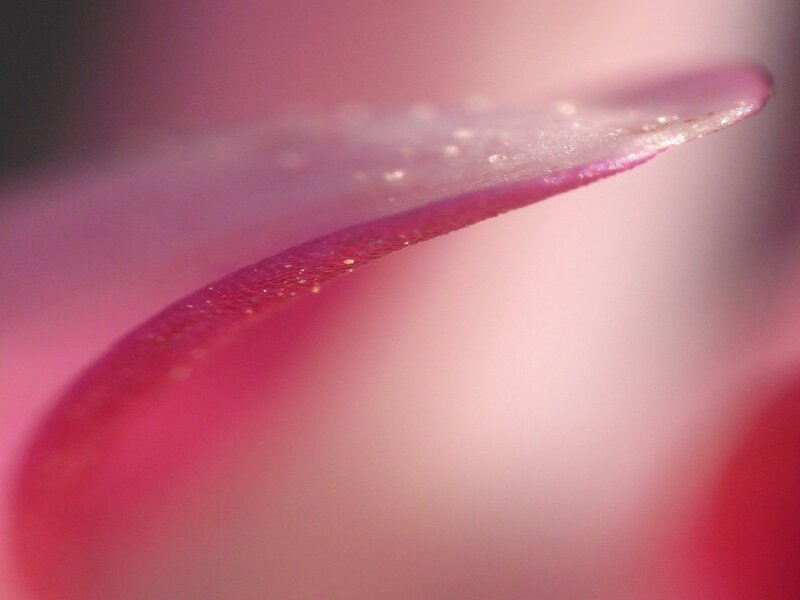 close-up of a pink petal