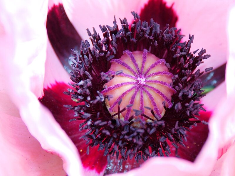 Close-up of a pink poppy