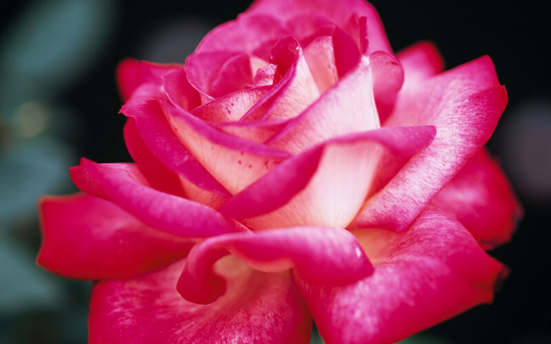close-up of a pink rose