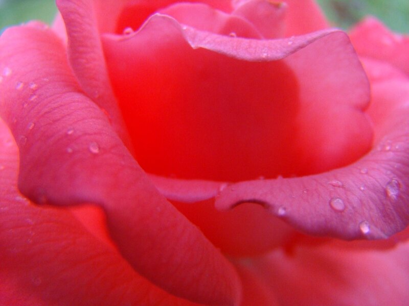 Close-up of a pink rose