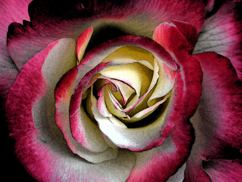 Close-up of a pink rose