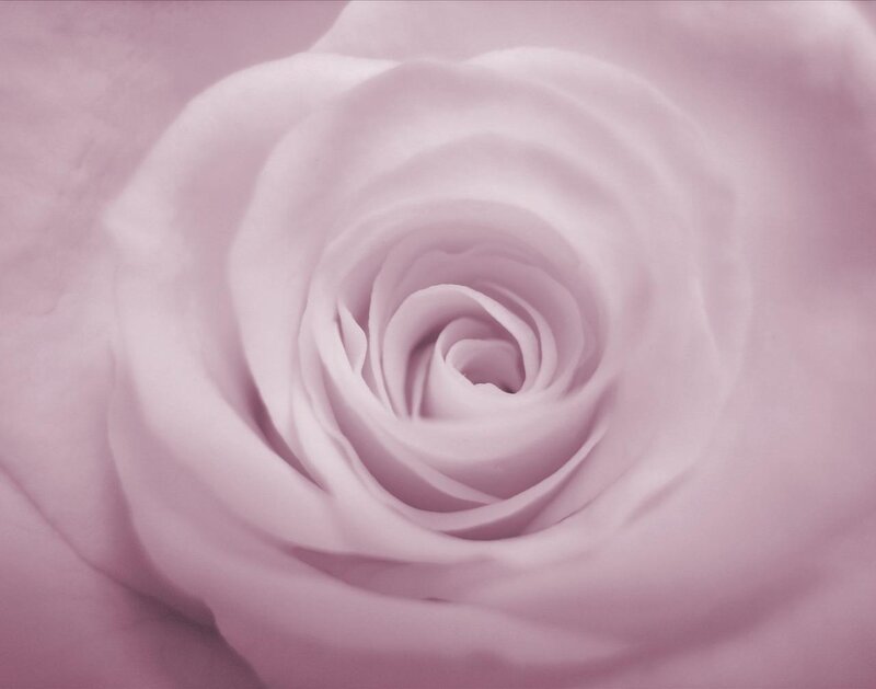 close-up of a pink rose