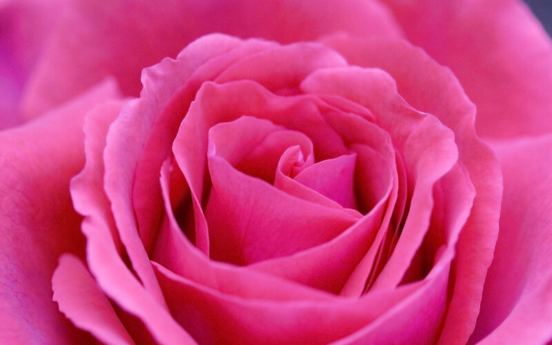 close-up of a pink rose