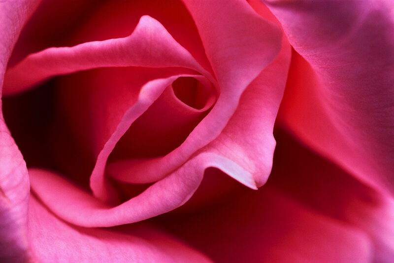 close-up of a pink rose