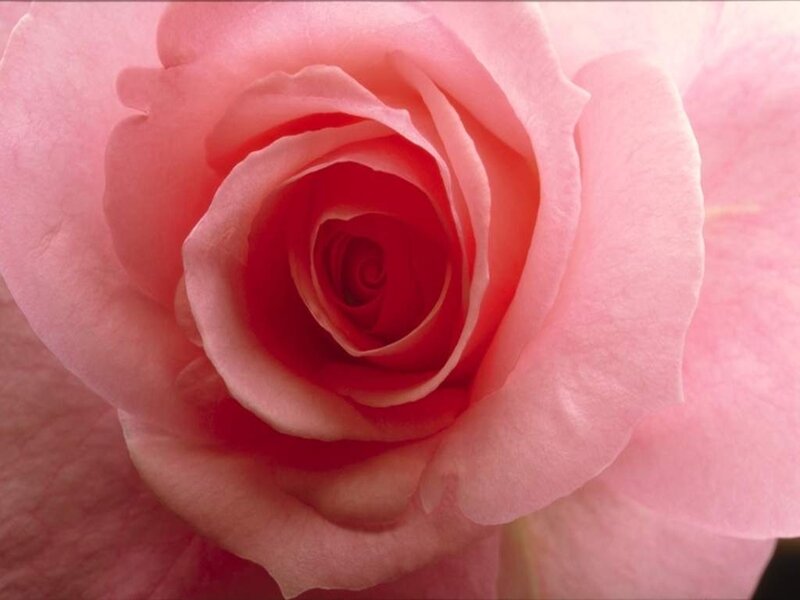 Close-up of a pink rose