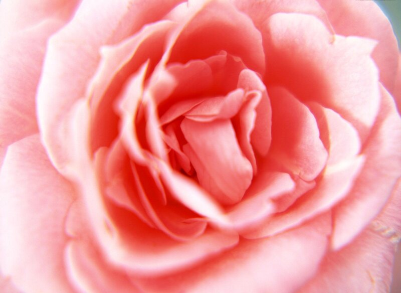 close-up of a pink rose