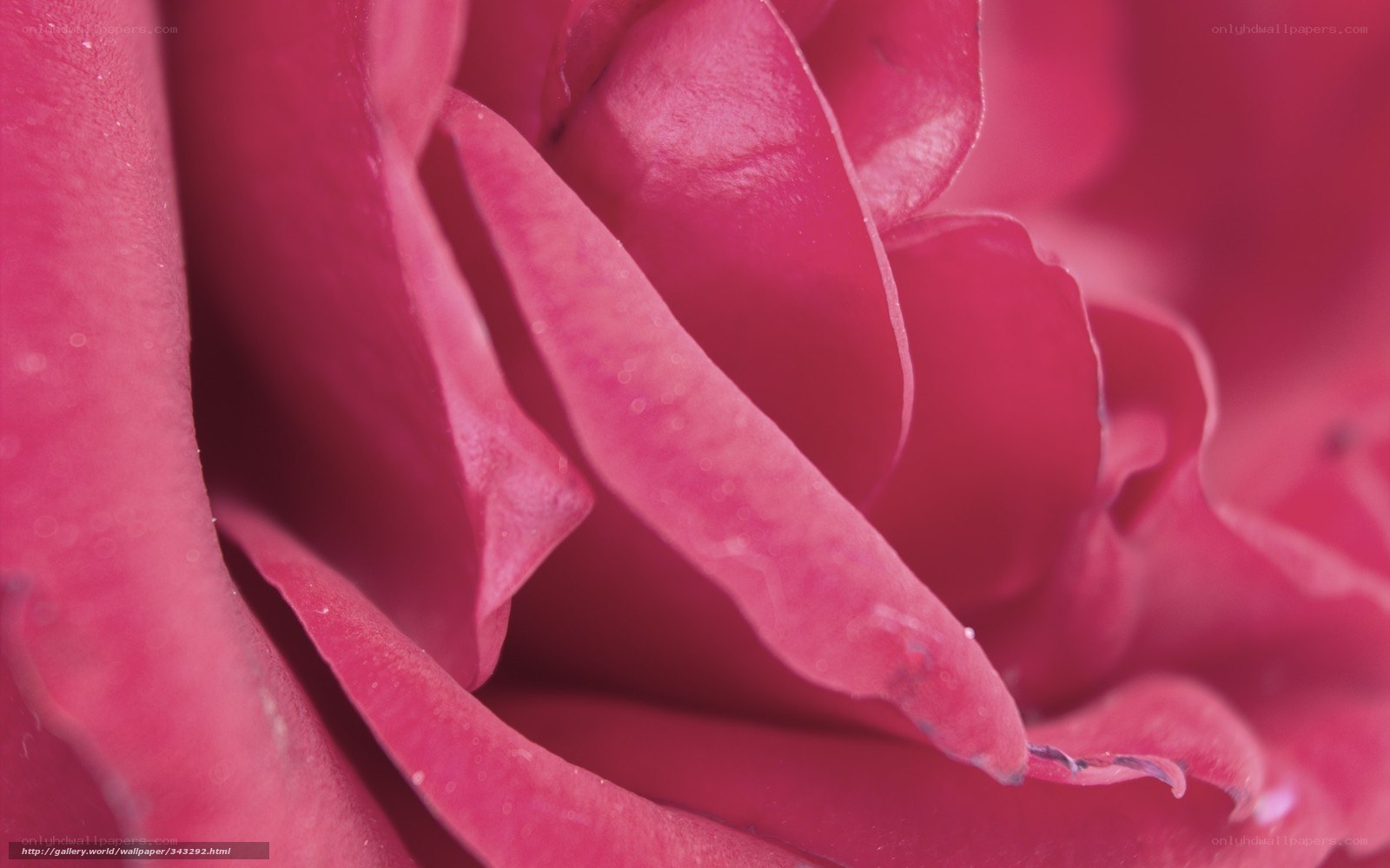 Close-up of a pink rose