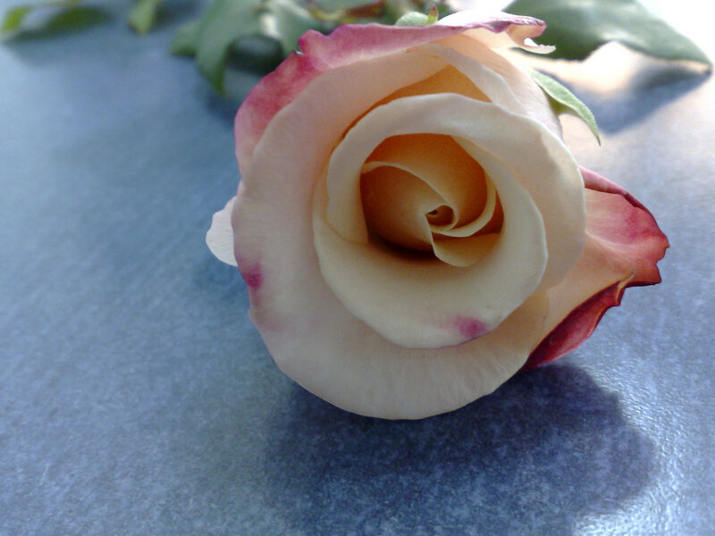 close-up of a pink rose