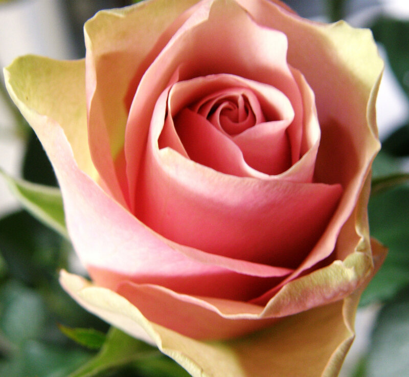 Close-up of a pink rose