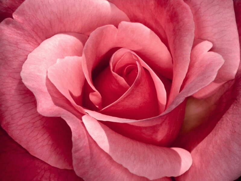 Close-up of a pink rose
