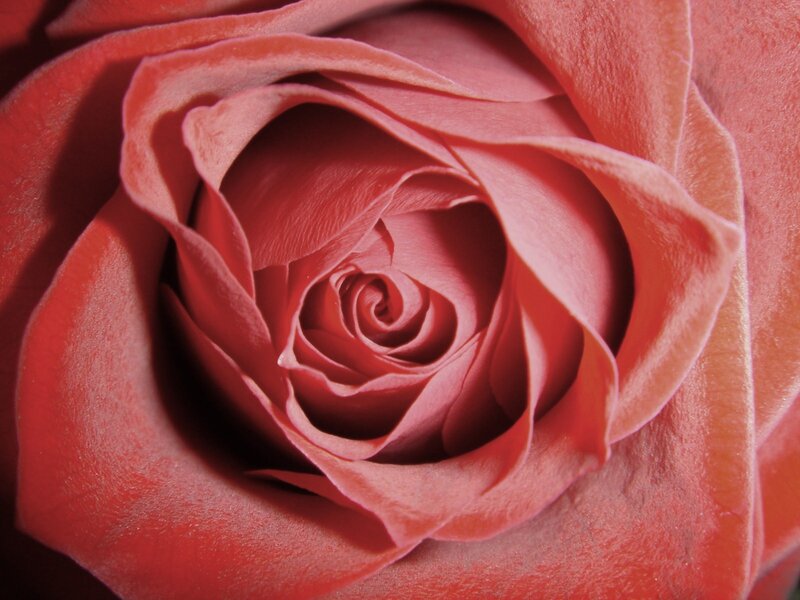 close-up of a pink rose